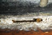 Pci 2 Pest Control Services