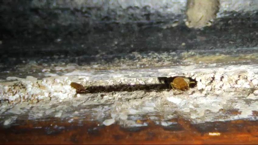 Pci 2 Pest Control Services