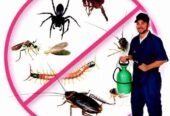 Neon Pest Control