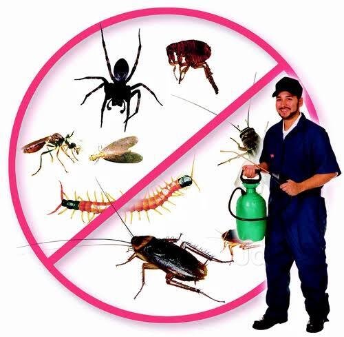Neon Pest Control